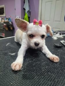 Dog grooming