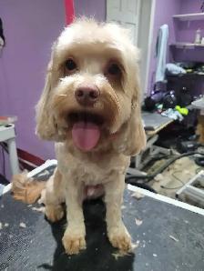 Dog grooming - Photo 2