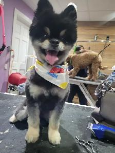 Dog grooming - Photo 3