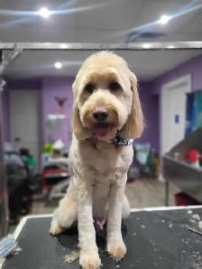 Dog grooming - Photo 4