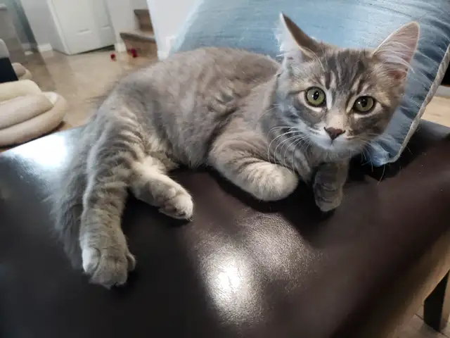 3 1/2 month old male kitten