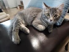 3 1/2 month old male kitten