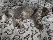3 1/2 month old male kitten - Photo 2