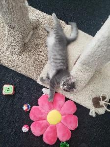 3 1/2 month old male kitten - Photo 3