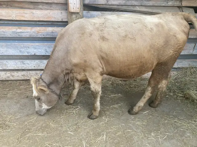 Heifer for sale