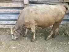 Heifer for sale
