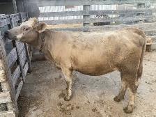 Heifer for sale - Photo 2