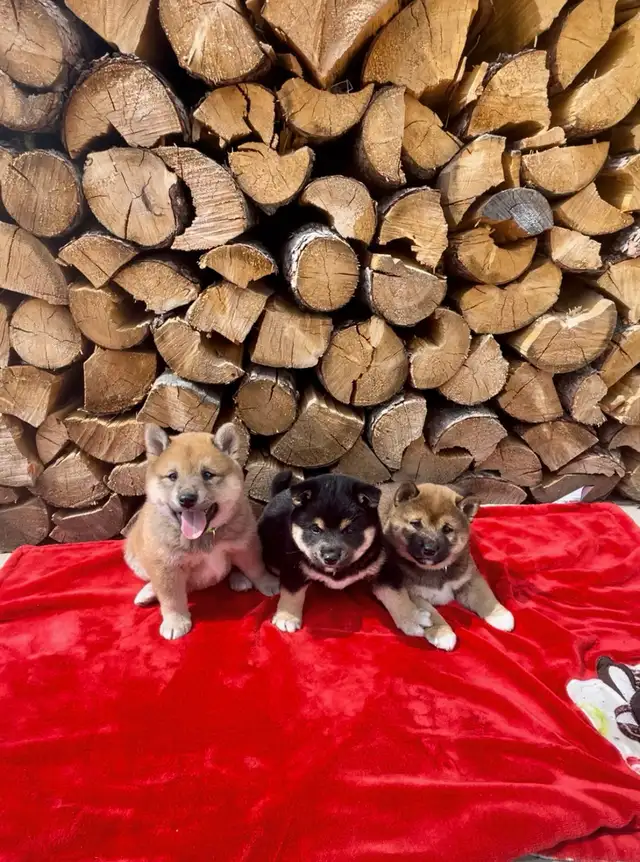Shiba Inu puppies