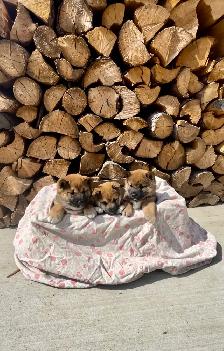 Shiba Inu puppies - Photo 2