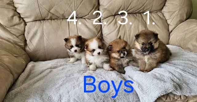 Purebred Pomeranian Puppys for Sale