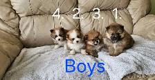 Purebred Pomeranian Puppys for Sale