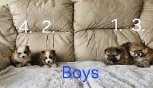Purebred Pomeranian Puppys for Sale - Photo 2