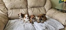 Purebred Pomeranian Puppys for Sale - Photo 3