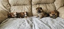 Purebred Pomeranian Puppys for Sale - Photo 4