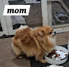 Purebred Pomeranian Puppys for Sale - Photo 5