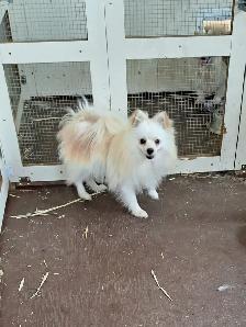 Purebred Pomeranian Puppys for Sale - Photo 6