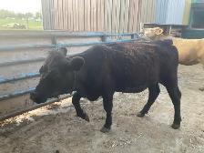 Heifer for sale black