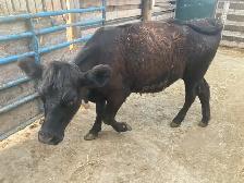 Heifer for sale black - Photo 2
