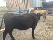 Heifer for sale black - Photo 3