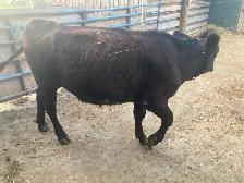 Heifer for sale black - Photo 4