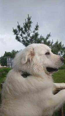 looking to rehome our great pyranees - Photo 2