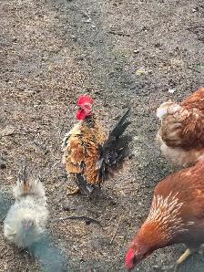 Coq nain