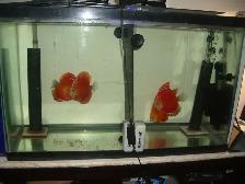 FOR SALE 4 BEAUTIFUL RED DISCUS 5 TO 6 INCH $300 ( BEST OFFER ) - Photo 3
