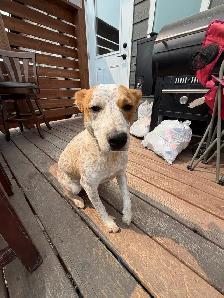 Red heeler