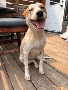 Red heeler - Photo 2