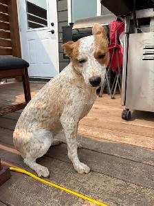 Red heeler - Photo 3