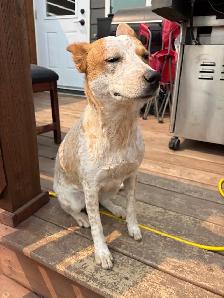 Red heeler - Photo 4