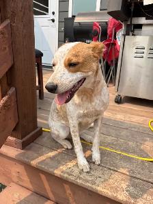Red heeler - Photo 5