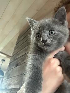 Kittens - ready to go