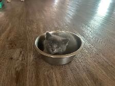 Kittens - ready to go - Photo 2