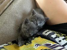 Kittens - ready to go - Photo 3