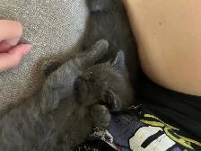 Kittens - ready to go - Photo 5