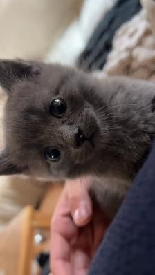 Kittens - ready to go - Photo 6