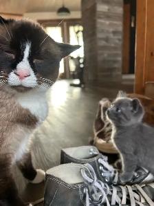 Kittens - ready to go - Photo 7