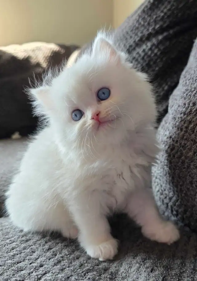 ❤️✨️Doll Faced Persians ✨️❤️