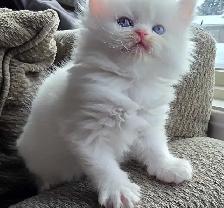 ❤️✨️Doll Faced Persians ✨️❤️ - Photo 2