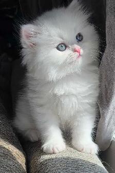 ❤️✨️Doll Faced Persians ✨️❤️ - Photo 3