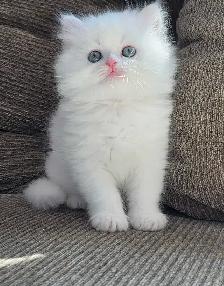 ❤️✨️Doll Faced Persians ✨️❤️ - Photo 4