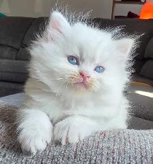 ❤️✨️Doll Faced Persians ✨️❤️ - Photo 5