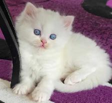 ❤️✨️Doll Faced Persians ✨️❤️ - Photo 6