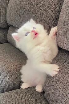 ❤️✨️Doll Faced Persians ✨️❤️ - Photo 7