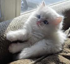 ❤️✨️Doll Faced Persians ✨️❤️ - Photo 8