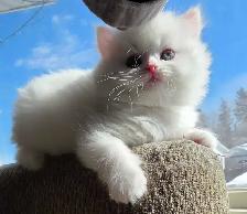 ❤️✨️Doll Faced Persians ✨️❤️ - Photo 9