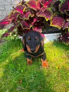 Mini Dachshund Puppies