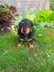 Mini Dachshund Puppies - Photo 2