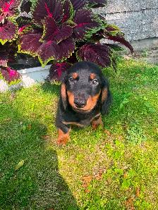 Mini Dachshund Puppies - Photo 3